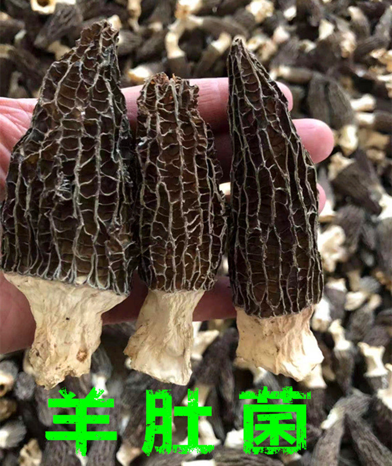 羊肚菌干货福建特产仿