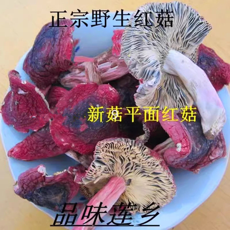 野生平面红菇开菇福建