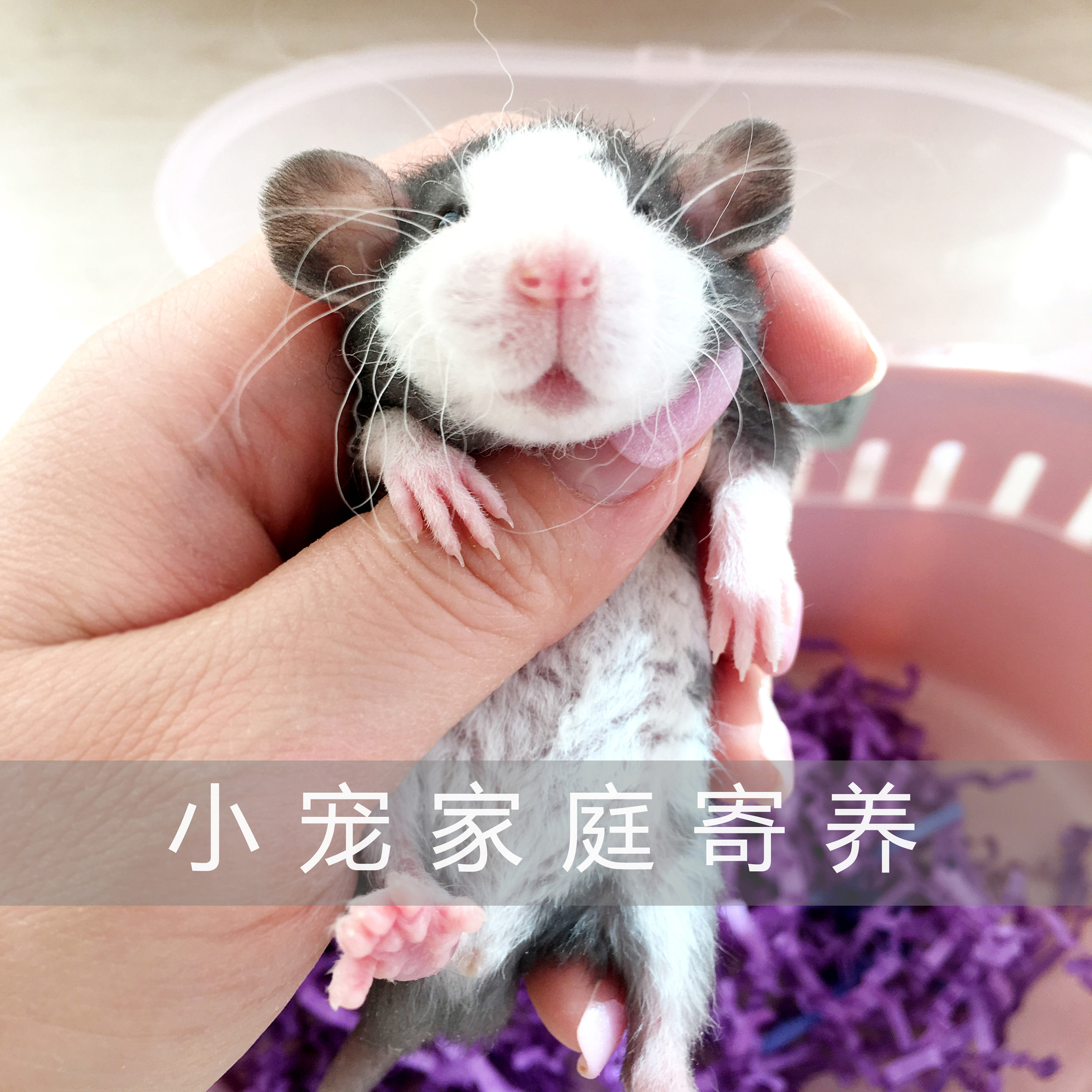 天津宠物寄养纯家庭寄养仓鼠兔子豚鼠花枝鼠通心粉植物节假日寄养