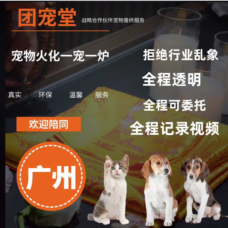 广州宠物火化猫咪狗狗动物殡葬火葬善终安乐服务24小时