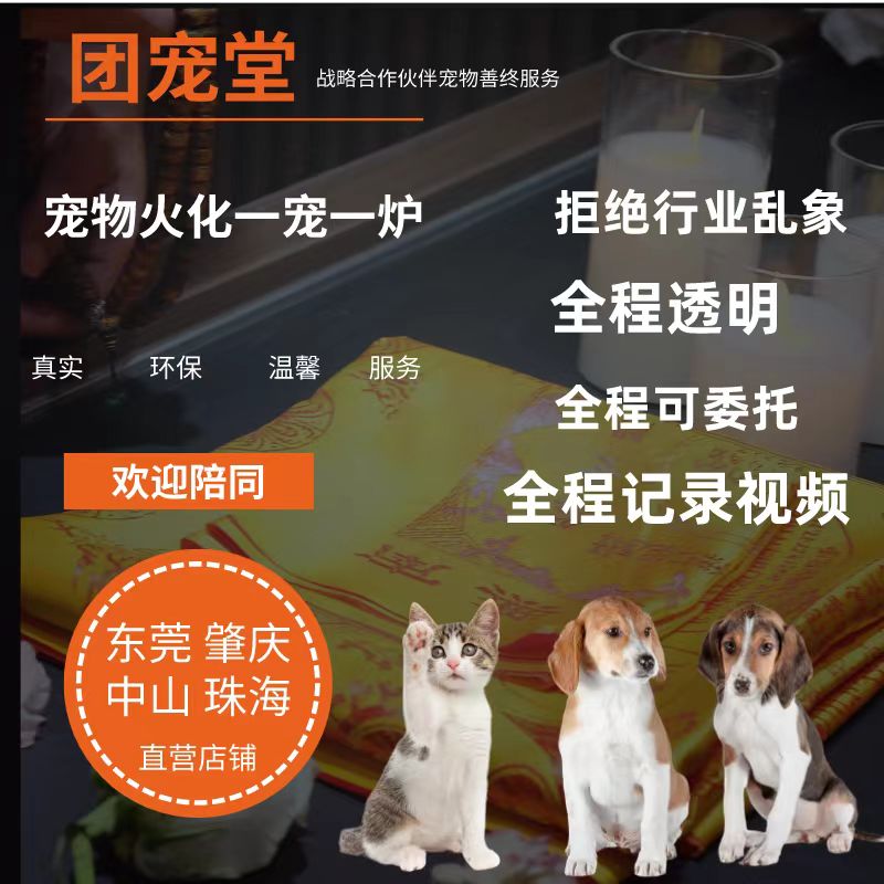 肇庆东莞宠物火化猫咪狗狗动物殡葬火葬善终安乐服务24小时