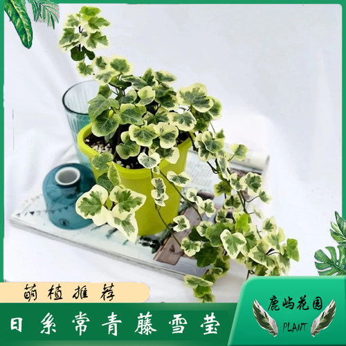 日本阳台庭院垂吊进口藤蔓植物