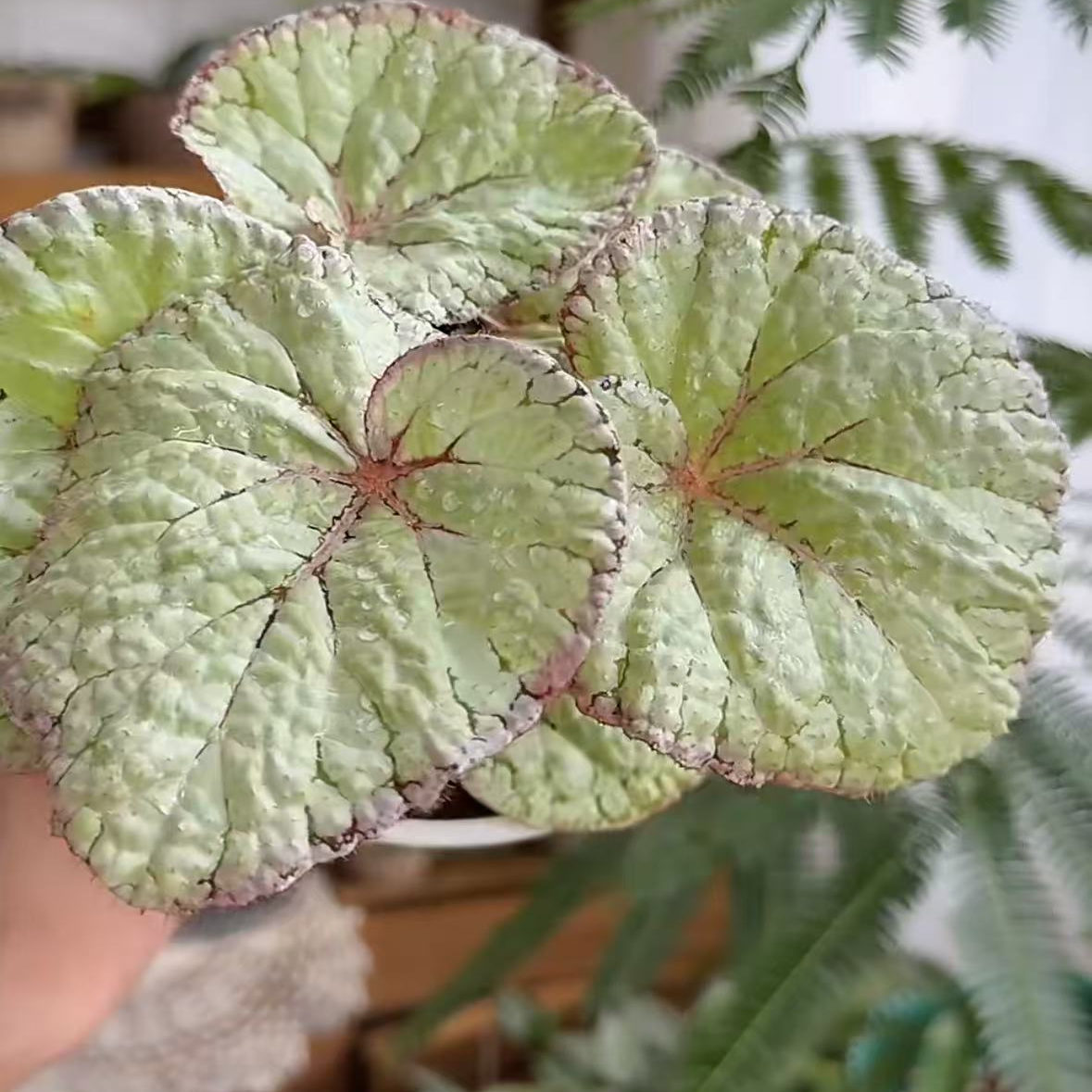 珍珠秋海棠蟆叶室内网红盆栽丝型福寿植物鸟观叶赏花盆栽花卉