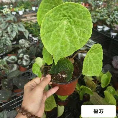 福寿蟆叶秋海棠      网红盆栽火烈鸟高端观叶植物蓝孔雀  DS系列