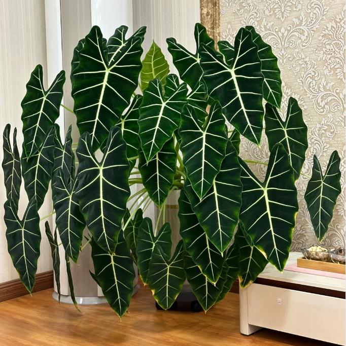 海芋类北欧摆件观叶增湿