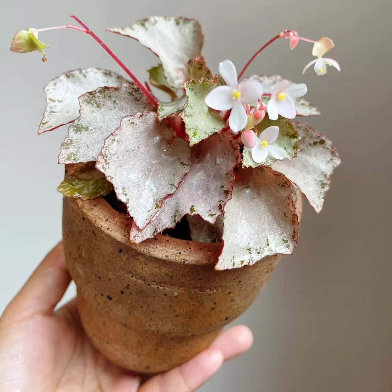 珺玥秋海棠蟆叶类阳台室外室内客厅桌面绿植盆栽观叶赏花植物