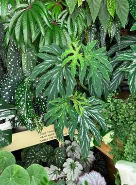 【秋海棠盆栽竹节类合集二】棱镜室内梨花  乌头杂  观叶水培植物