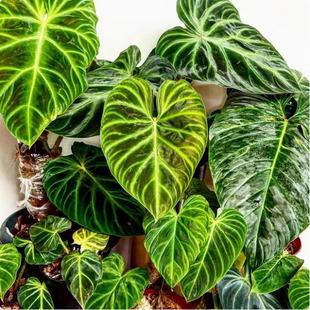 ins风热植室内阳台桌面 南美荧光蔓绿绒绒植物集水培观叶南美雨林