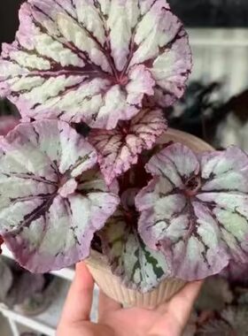 雅尔塔秋海棠蟆叶室内网红盆栽丝型福寿植物鸟观叶赏花盆栽花卉