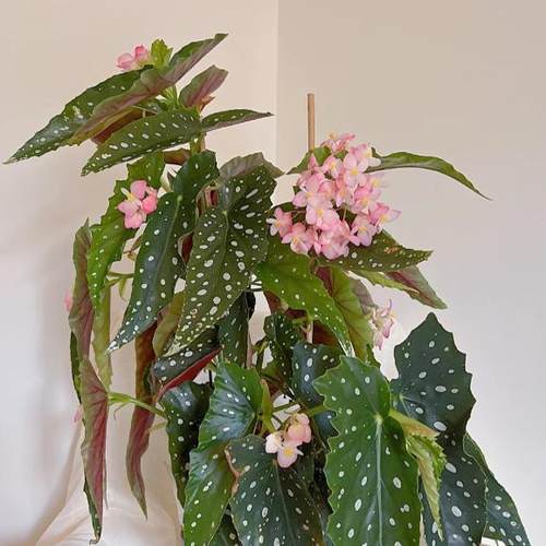 粉旗鱼秋海棠盆栽 竹节类 室内彩叶芋海芋海棠花观叶水培植物热植