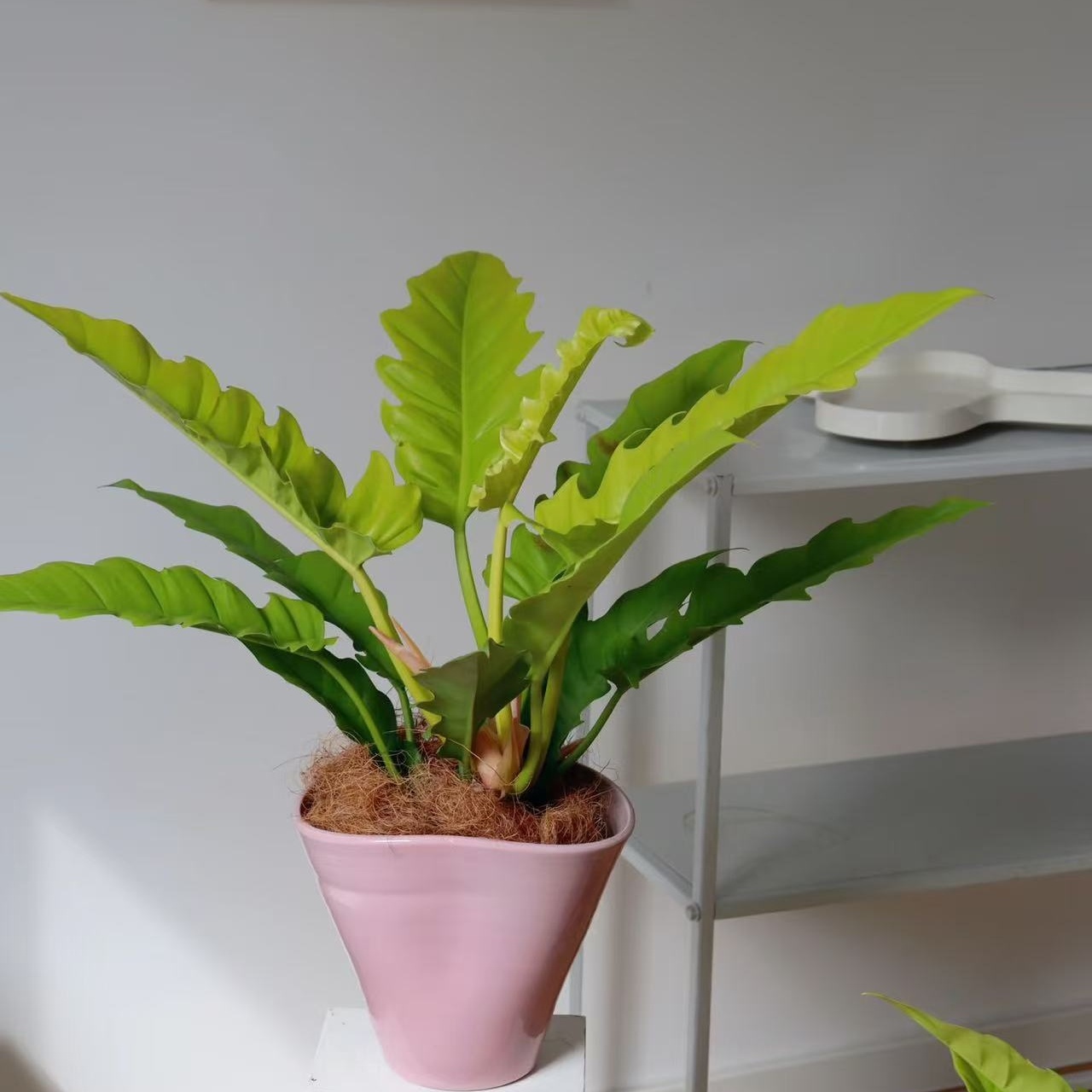 火之戒蔓绿绒植物集水培观叶南美雨林 ins风热植室内阳台桌面花