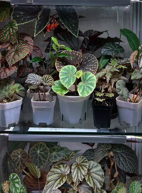 秋海棠闷养品种集Begonia原生雨林缸闷养热植青蜂侠圆叶粉点永夜