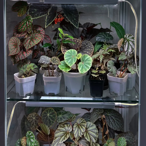 秋海棠闷养品种集Begonia原生雨林缸闷养热植青蜂侠圆叶粉点永夜