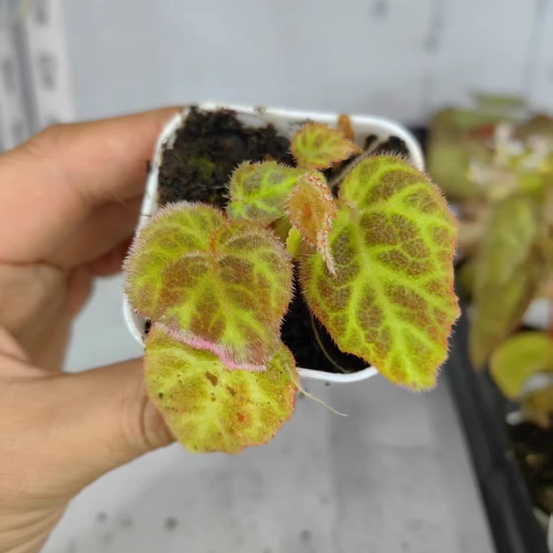 紫毛秋海棠蟆叶类竹节类室内网红盆栽闷养品种观叶赏花盆栽