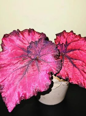大心秋海棠蟆叶类阳台室外室内客厅桌面绿植盆栽观叶赏花植物