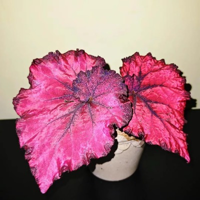 大心秋海棠蟆叶类阳台室外室内客厅桌面绿植盆栽观叶赏花植物