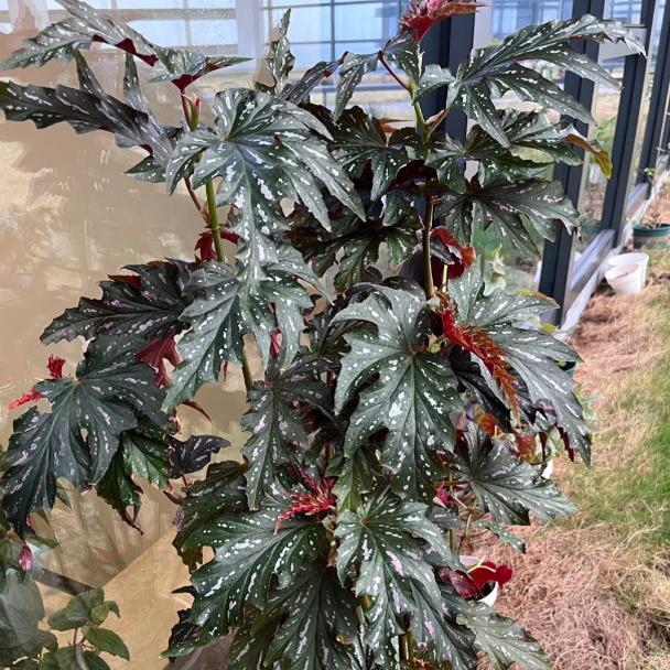 苏菲秋海棠盆栽  竹节类  室内彩叶芋海芋海棠花观叶水培植物热植