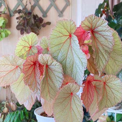 辛巴达秋海棠盆栽 竹节类 室内彩叶芋海芋海棠花观叶水培植物热植