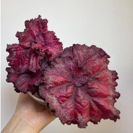 DS卡门秋海棠室蟆叶类内网红盆栽丝型福寿植物鸟观叶赏花盆栽花卉