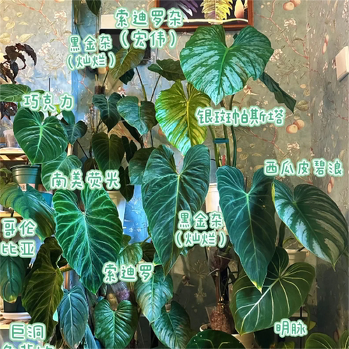 小圣灵油画女郎云母蓝