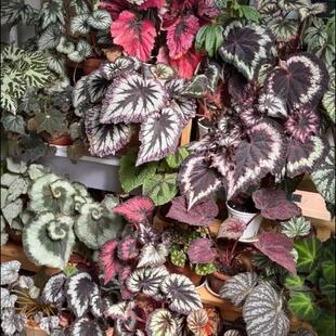 蟆叶秋海棠合集二 室内网红盆栽丝型福寿植物鸟观叶赏花盆栽花卉