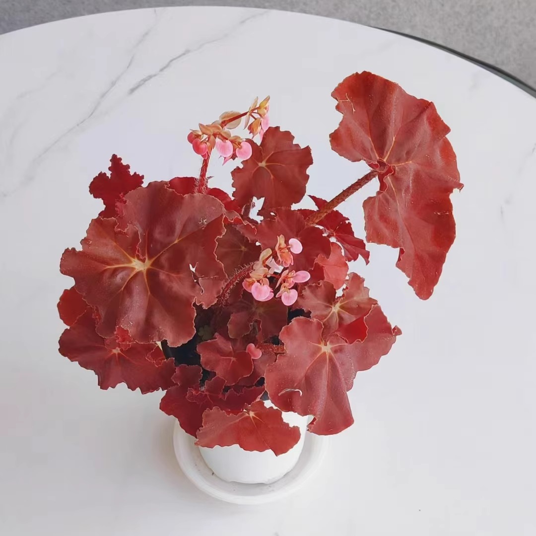 鬼灯丸秋海棠蟆叶类阳台室外室内客厅桌面绿植盆栽观叶赏花植物