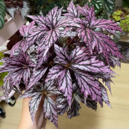 超新星蟆叶秋海棠  网红盆栽火烈鸟高端观叶植物蓝孔雀DS系列孔雀