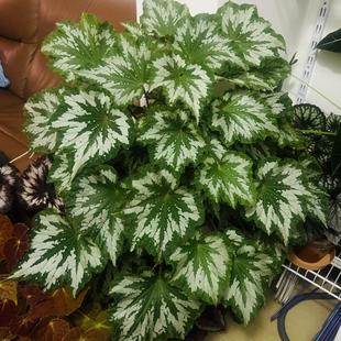 植物鸟秋海棠蟆叶类 室内网红盆栽龙川萤火银伊度观叶赏花盆栽花