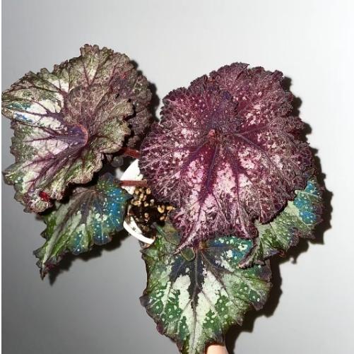 DS苏丹娜秋海棠蟆叶室内网红盆栽丝型福寿植物鸟观叶赏花盆栽花卉