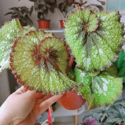 西班牙舞曲秋海棠蟆叶类室内网红盆栽丝型福寿植物鸟观叶赏花盆栽