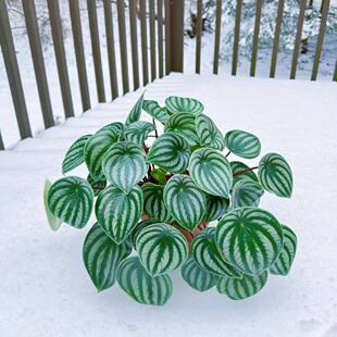 西瓜皮椒草秋海棠蟆叶类阳台室外客厅桌面绿植盆栽观叶赏花植物