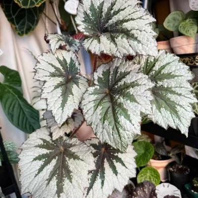 春雪秋海棠蟆叶室内网红盆栽丝型福寿植物鸟观叶赏花盆栽花卉