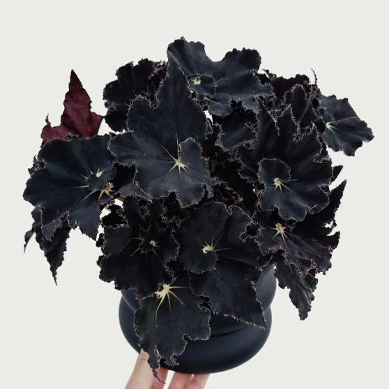 黑骑士蟆叶秋海棠    网红盆栽火烈鸟高端观叶植物蓝孔雀  DS系列