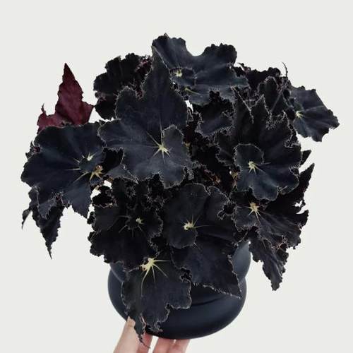 黑骑士蟆叶秋海棠    网红盆栽火烈鸟高端观叶植物蓝孔雀  DS系列