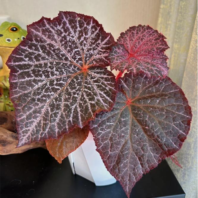 DS巧克力蕾丝蟆叶秋海棠  室内网红盆栽火烈鸟高端观叶植物蓝孔雀