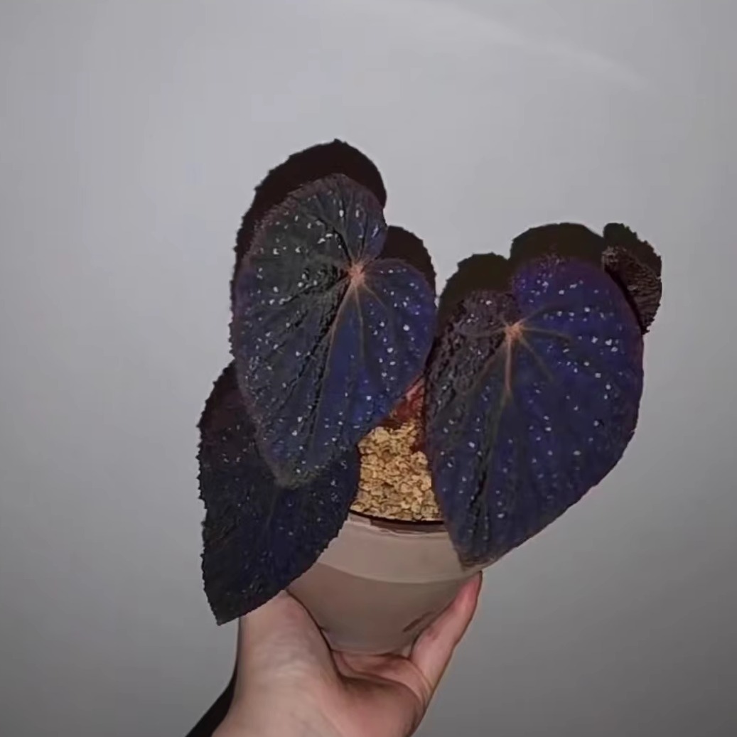 宇宙秋海棠蟆叶类阳台室外室内客厅桌面绿植盆栽观叶赏花植物