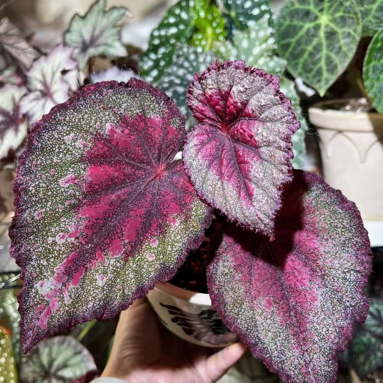 女人的武器秋海棠蟆叶室内网红盆栽丝型福寿植物鸟观叶赏花盆栽