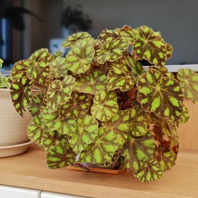 虎斑秋海棠蟆叶类  室内网红盆栽丝型福寿植物鸟观叶赏花盆栽花卉