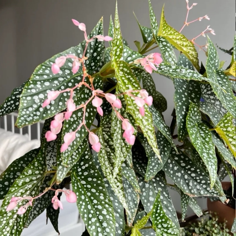 白冰秋海棠盆栽  竹节类  室内彩叶芋海芋海棠花观叶水培植物热植