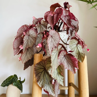 U093秋海棠竹节类阳台室外室内客厅桌面绿植盆栽观叶赏花植物多彩