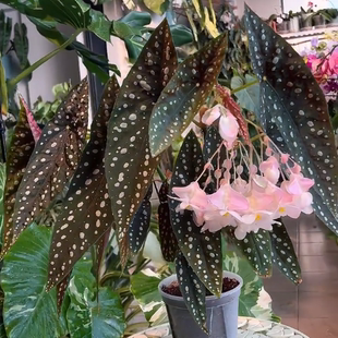 塞拉山王秋海棠竹节类阳台室外室内客厅桌面绿植盆栽观叶赏花植物