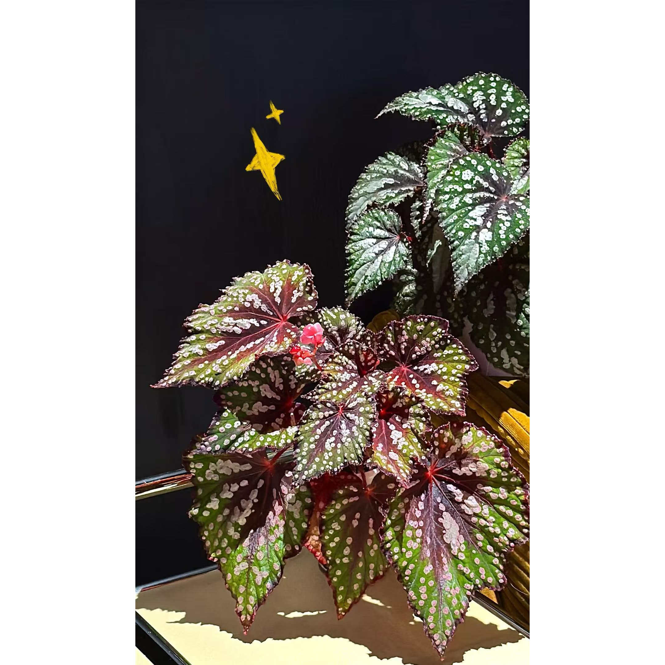 跳跳糖 秋海棠蟆叶室内网红盆栽丝型福寿植物鸟观叶赏花盆栽花卉