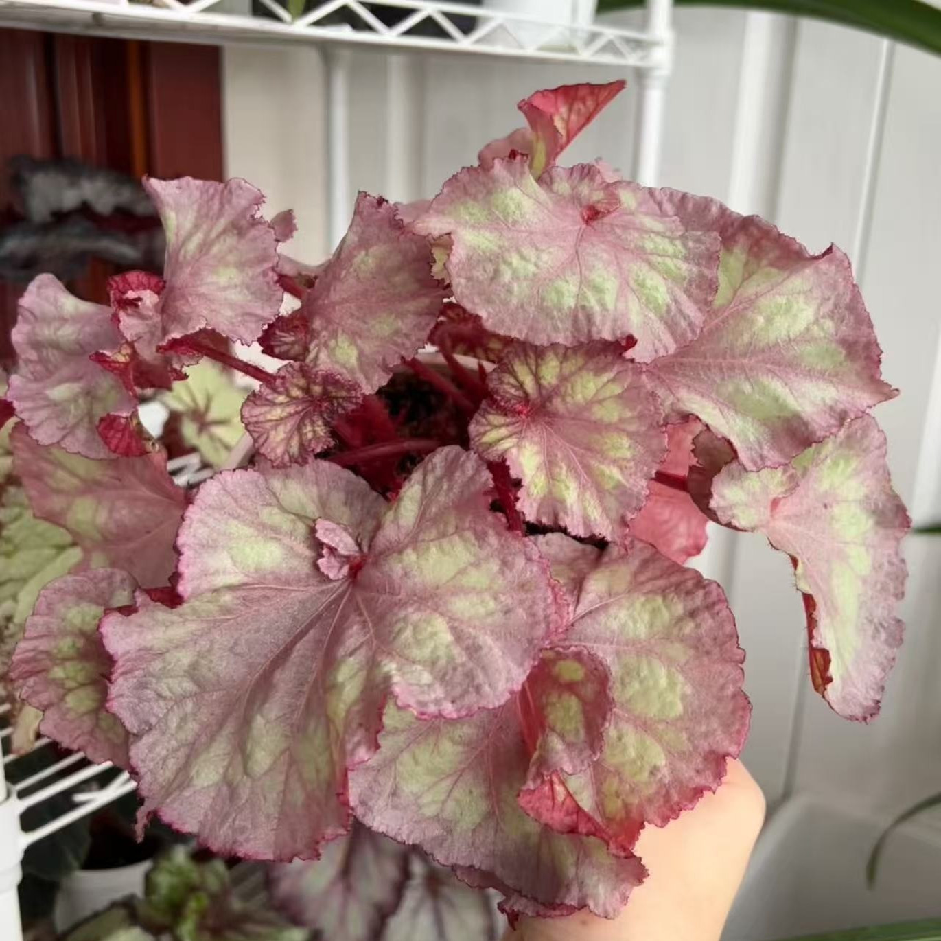 DS粉红豹秋海棠蟆叶类阳台室外室内客厅桌面绿植盆栽观叶赏花植物