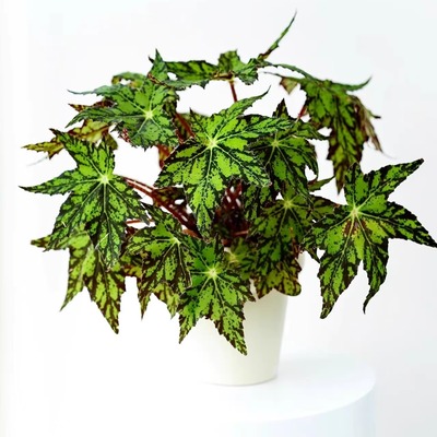 几何秋海棠蟆叶类阳台室外室内客厅桌面绿植盆栽观叶赏花植物