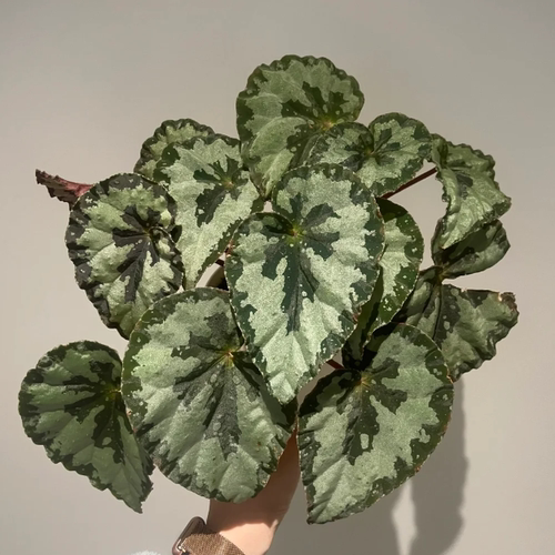 勾玉蟆叶秋海棠      网红盆栽火烈鸟高端观叶植物蓝孔雀  DS系列