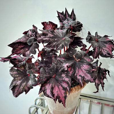 雷云秋海棠蟆叶类  室内网红盆栽丝型福寿植物鸟观叶赏花盆栽花卉