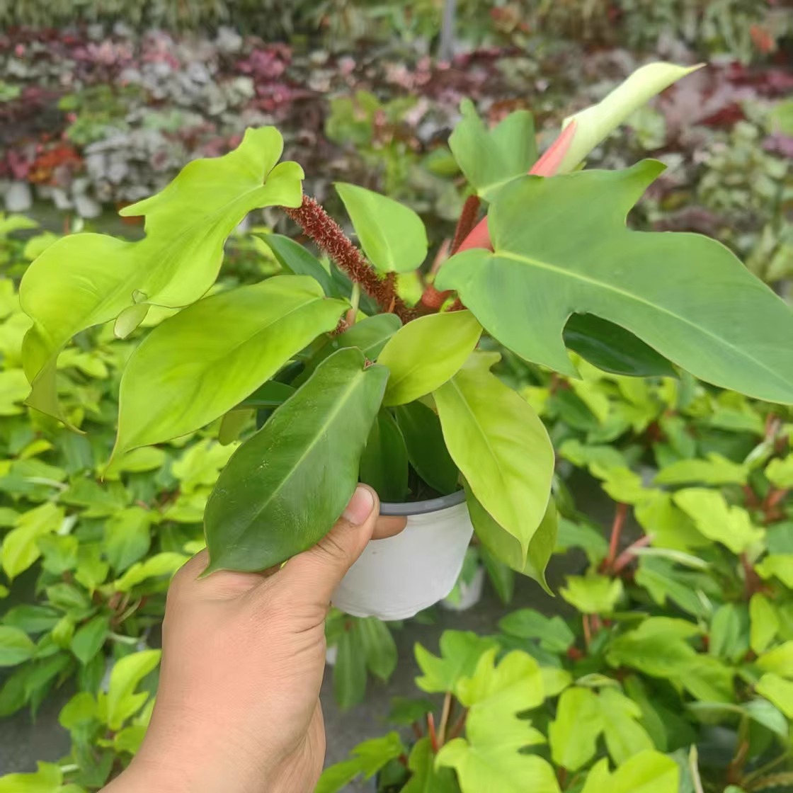 毛腿飞机蔓绿绒植物集水培观叶南美雨林 ins风热植室内阳台桌面花