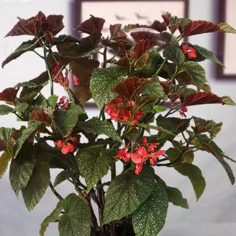 竹节秋海棠盆栽  竹节类  室内彩叶芋海芋海棠花观叶水培植物热植