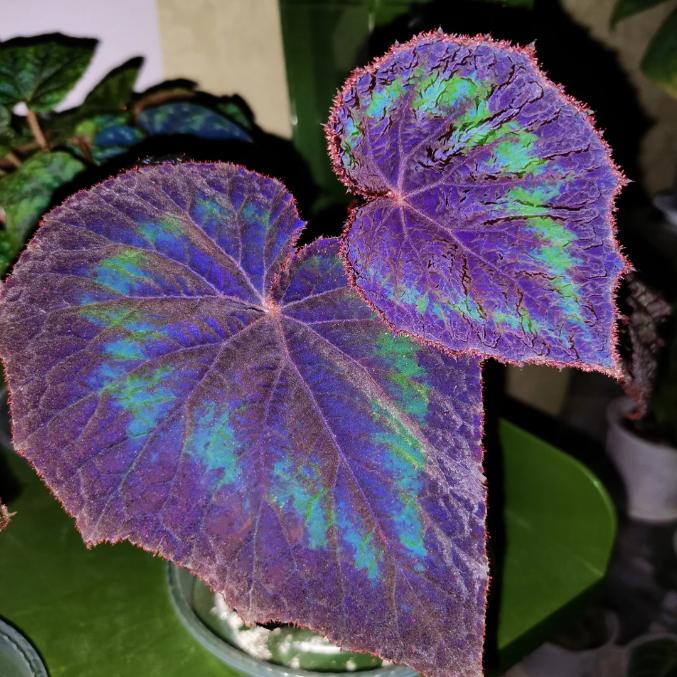 变异荧光蟆叶秋海棠室内网红盆栽火烈鸟高端观叶植物蓝孔雀DS系列