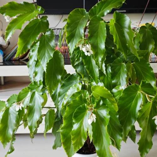 素贞秋海棠盆栽  竹节类  室内彩叶芋海芋海棠花观叶水培植物热植